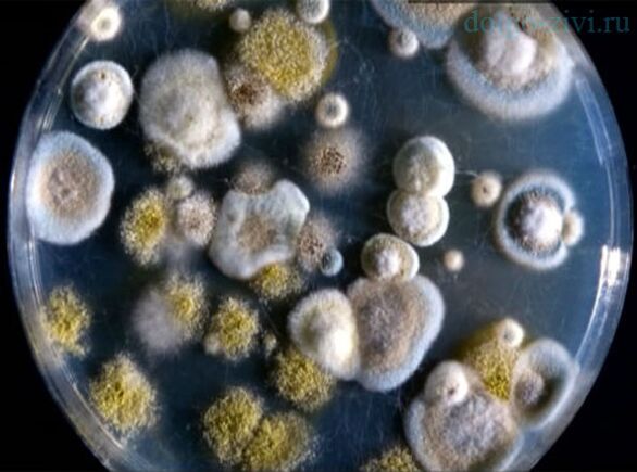 Scytalidium decrease