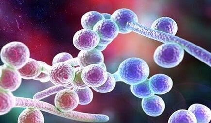 Fungus Candida